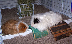 two guinea pigs in cage