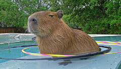 capy in his pool