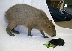 capy with neptune, a guinea pig