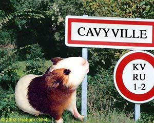 cavyville