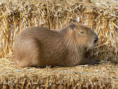 dobby sleeping on hay