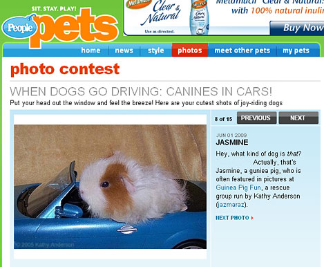 dogs in cars photo contest