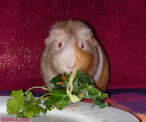 daisy eating veggie wrap