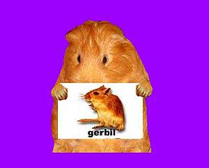 i am not a gerbil