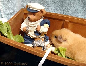 coolcavy