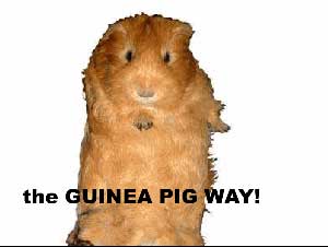 guinea pig way