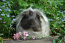 matilda in the garden