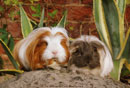 mavis and matilda in the garden