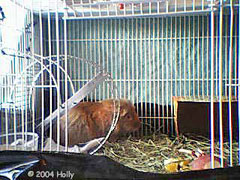 max in bird cage