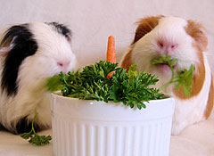 momo's mc mac and bei bei with parsley cake