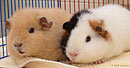 coolcavy's floopy and kooky