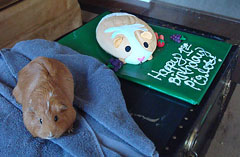 cindy's piglet and cake (for humans)