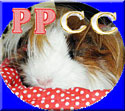 image link to pinoy pet cuddle cup website