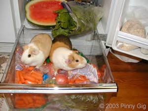 vegetable bin